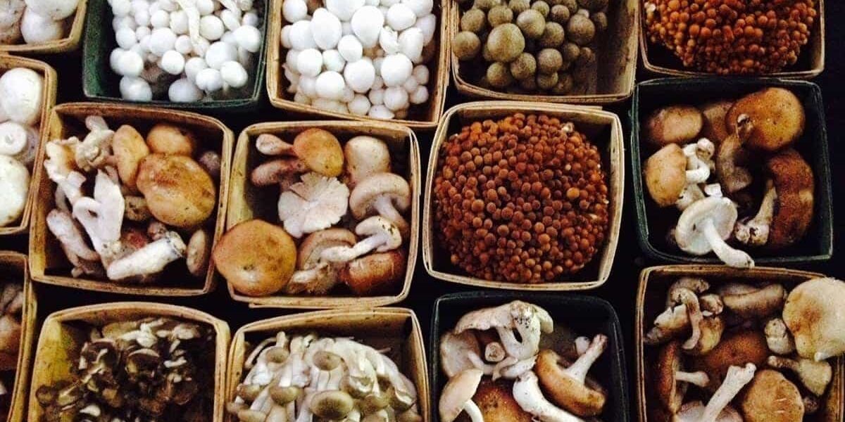 Several square containers filled with different varieties of fresh mushrooms, arranged in a grid pattern—showcasing the vibrant, farm-to-table approach that About Lisa Dupar Catering Seattle is known for.